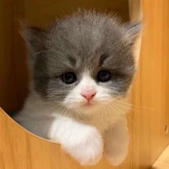 喵了个猫宠物生活馆:广州市番禺区长隆/南村附近