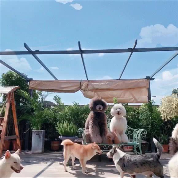泰有柴·巨型贵宾犬&柴犬主题cafe·狗咖·狗狗美容:广州市番禺区长隆/南村附近