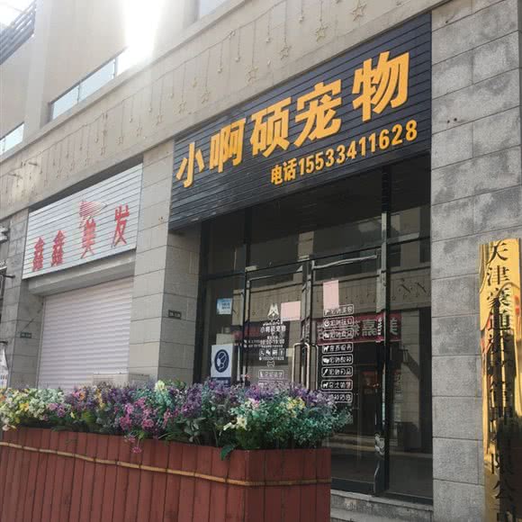 小啊硕宠物:天津城区津南区小站附近