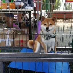 售非獸宠物:广州市番禺区石楼附近