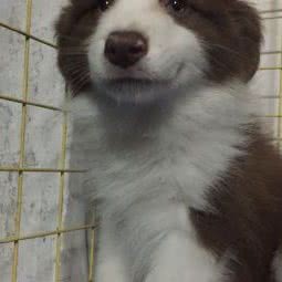 永泰犬舍:广州市花都区花东附近