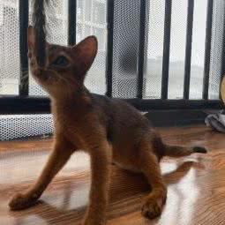 宠物猫售卖:广州市花都区融创茂附近
