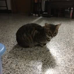 喵小姐的猫:广州市南沙区南沙区附近