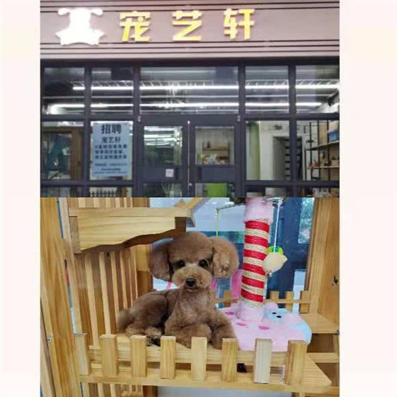 宠艺轩宠物:天津城区北辰区北仓附近
