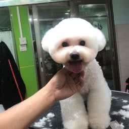 妃妃宠物生活馆:广州市增城区新塘附近