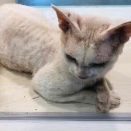 卧虎猫馆:深圳市罗湖区东门商业圈附近