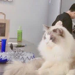 2020猫咪酒店:深圳市罗湖区黄贝岭附近