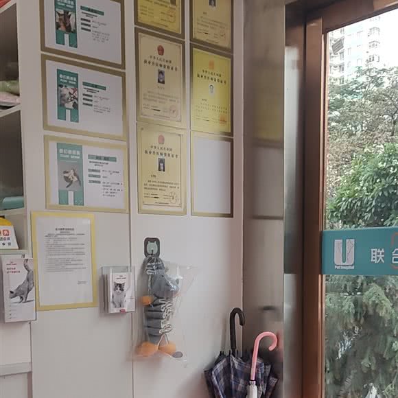 联合宠物猫专科分院:深圳市罗湖区黄贝岭附近