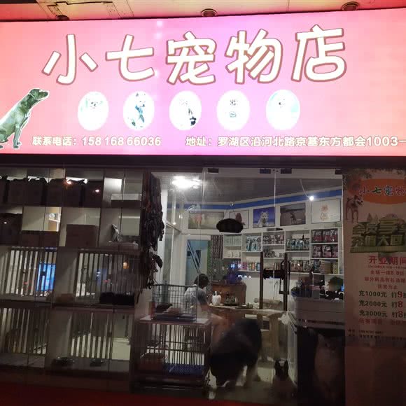 小七宠物店:深圳市罗湖区新秀/罗芳附近