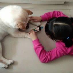 名将柴犬犬舍:天津城区北辰区青光镇附近