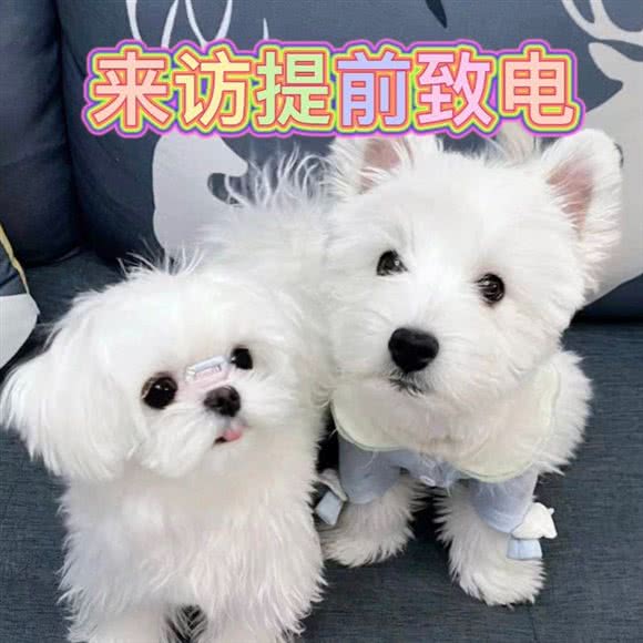 兽人犬舍:深圳市福田区市中心/会展中心附近