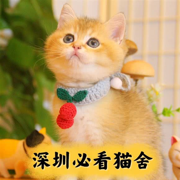 福田猫咪专卖·小狗来了:深圳市福田区市中心/会展中心附近
