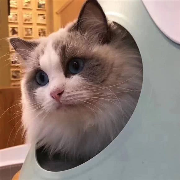 袖虎猫馆(十亩地店):深圳市福田区车公庙附近