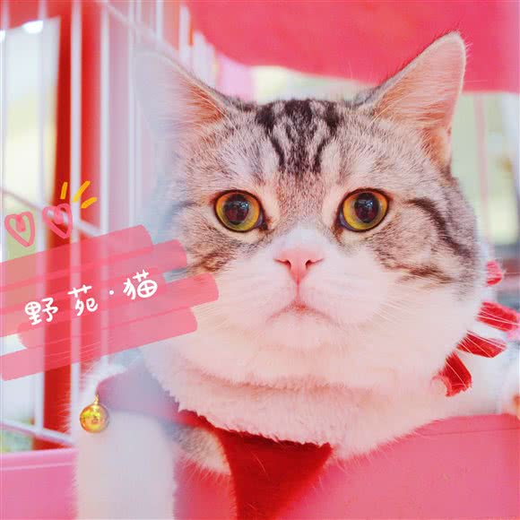 野苑·狗:深圳市福田区香蜜湖附近