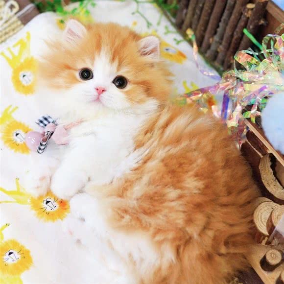 猫三狗四?猫舍?犬舍:深圳市福田区八卦岭/园岭附近