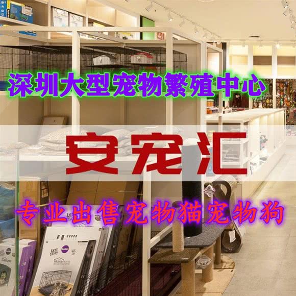安宠汇·猫狗专卖:深圳市福田区岗厦附近