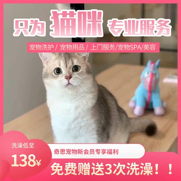 奇思猫馆:深圳市福田区沙头附近