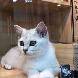 猫肥家旺:深圳市南山区海岸城/保利附近