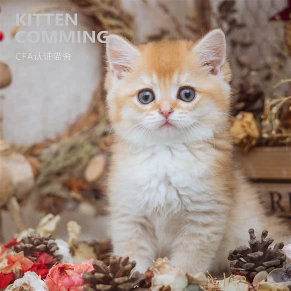 KittenComing·猫舍:深圳市南山区蛇口附近