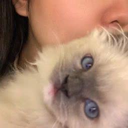 千喵事务所·九月家的猫:深圳市南山区蛇口附近