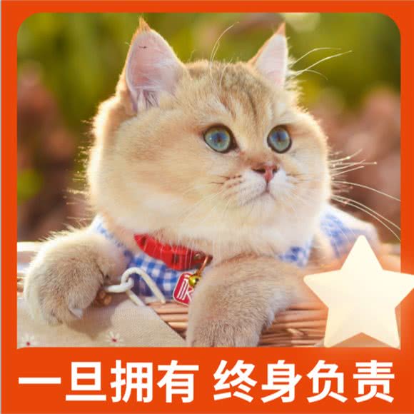 米乐乖乖宠物生活馆(科兴店):深圳市南山区科技园附近