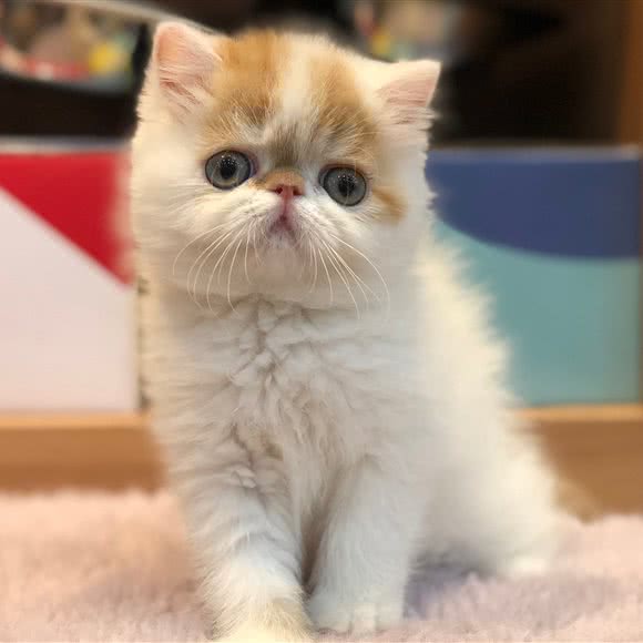 Only Cat 只有猫店(后海店):深圳市南山区南油附近