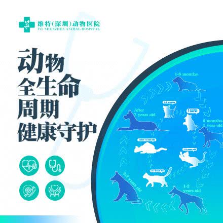 维特深圳动物医院:深圳市南山区南油附近