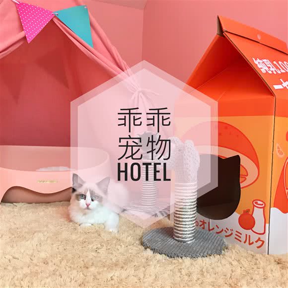 乖乖宠物酒店:深圳市南山区西丽附近