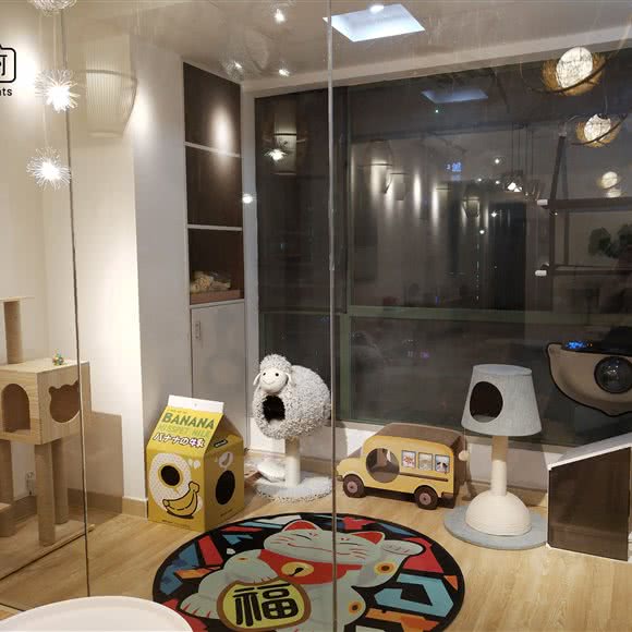 猫几何·猫咖·猫酒店:深圳市南山区西丽附近