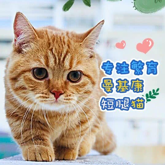 iyo矮哟矮脚猫宠物·猫舍(南山总店):深圳市南山区西丽附近