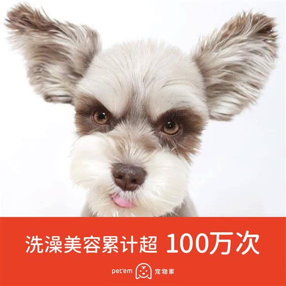 宠物狗家:深圳市南山区西丽附近