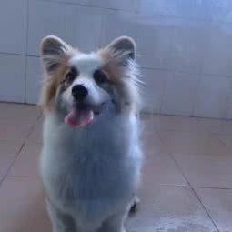 深圳宠物市场猫舍犬舍(南山店):深圳市南山区西丽附近