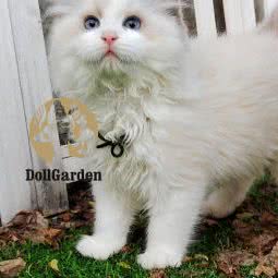 DollGarden布偶猫舍:深圳市南山区太古城附近
