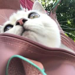 肥加猫咪:深圳市宝安区宝安中心区附近