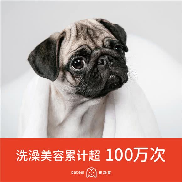 宠物家(富通城店):深圳市宝安区七巧国附近