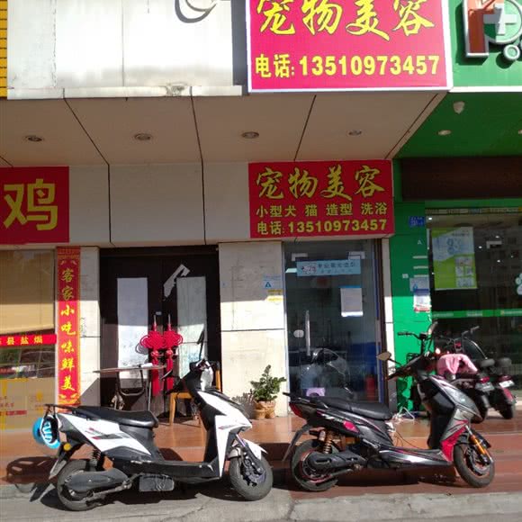 宠物美容:深圳市宝安区西乡附近