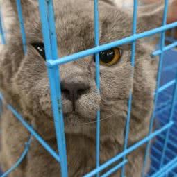 爱宠一族咖啡店:深圳市宝安区福永附近