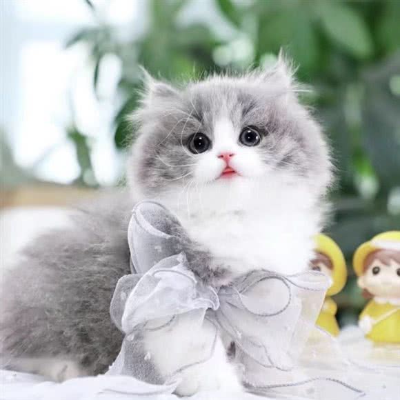 胖虎猫舍:深圳市宝安区福永附近