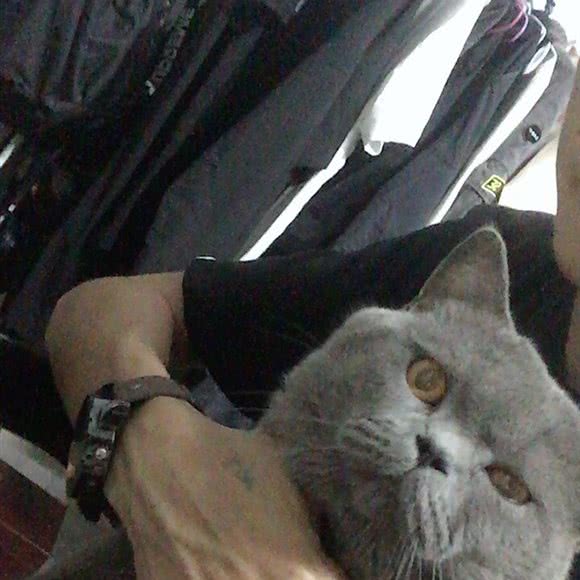 好悦嬉猫宠物馆:深圳市宝安区松岗附近
