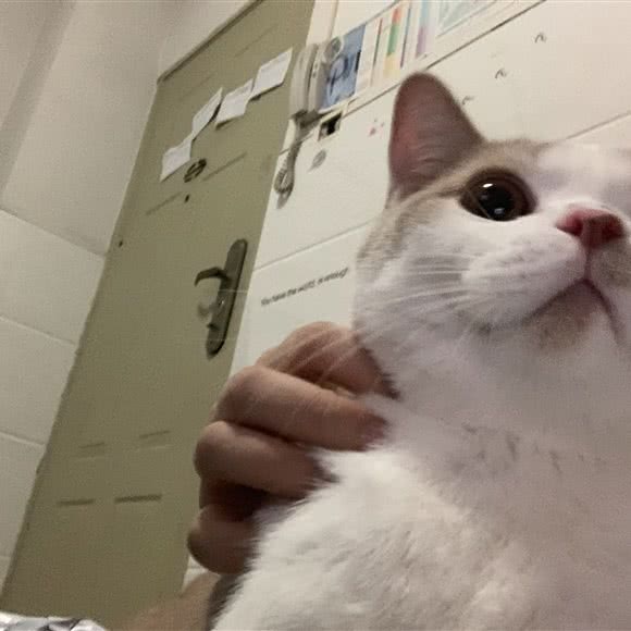 吉皇叔猫生活馆:深圳市龙岗区龙岗中心城区附近
