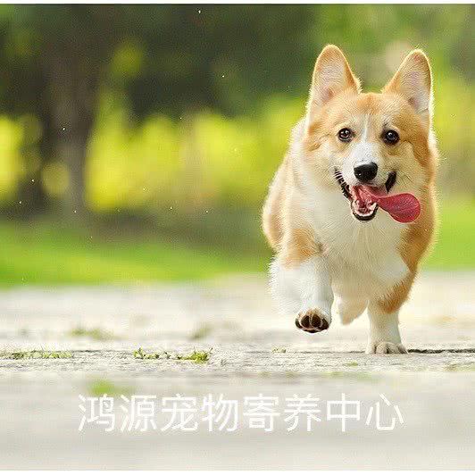 鸿源宠物寄养中心:深圳市龙岗区龙岗中心城区附近