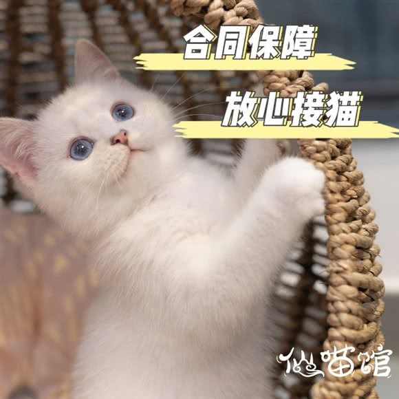 仙喵馆猫舍·坂田小筑:深圳市龙岗区坂田/杨美附近