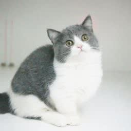 甜心猫舍:深圳市龙岗区双龙/南联附近
