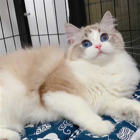 猫咛?布偶猫舍:深圳市龙岗区大运附近