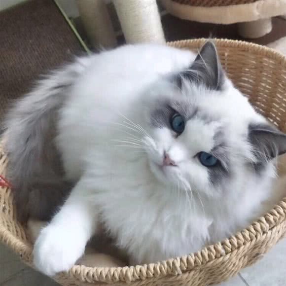 私の喵酱小屋·猫咪寄养(布吉店):深圳市龙岗区大芬/南岭附近
