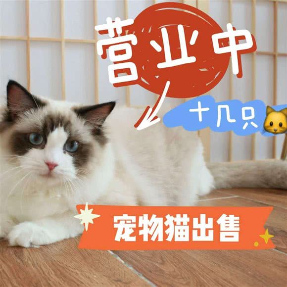 喜悦布偶猫舍猫咖:深圳市龙岗区万科广场/世贸附近