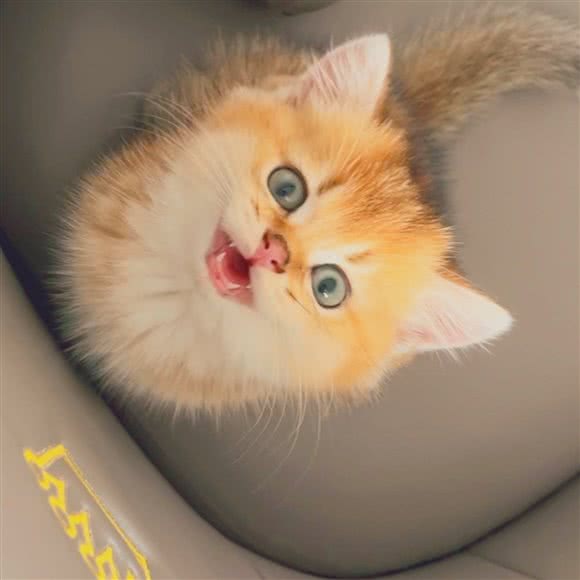 有猫社·Cat club (红山店):深圳市龙华区民治附近