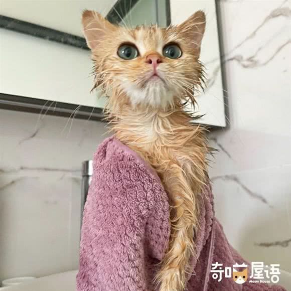 奇喵屋语·Meow House:深圳市龙华区深圳北站附近