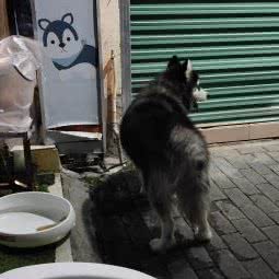 犬心犬意(犬心犬意宠物店):深圳市龙华区龙华附近