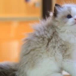 柚成猫舍:深圳市龙华区龙华附近